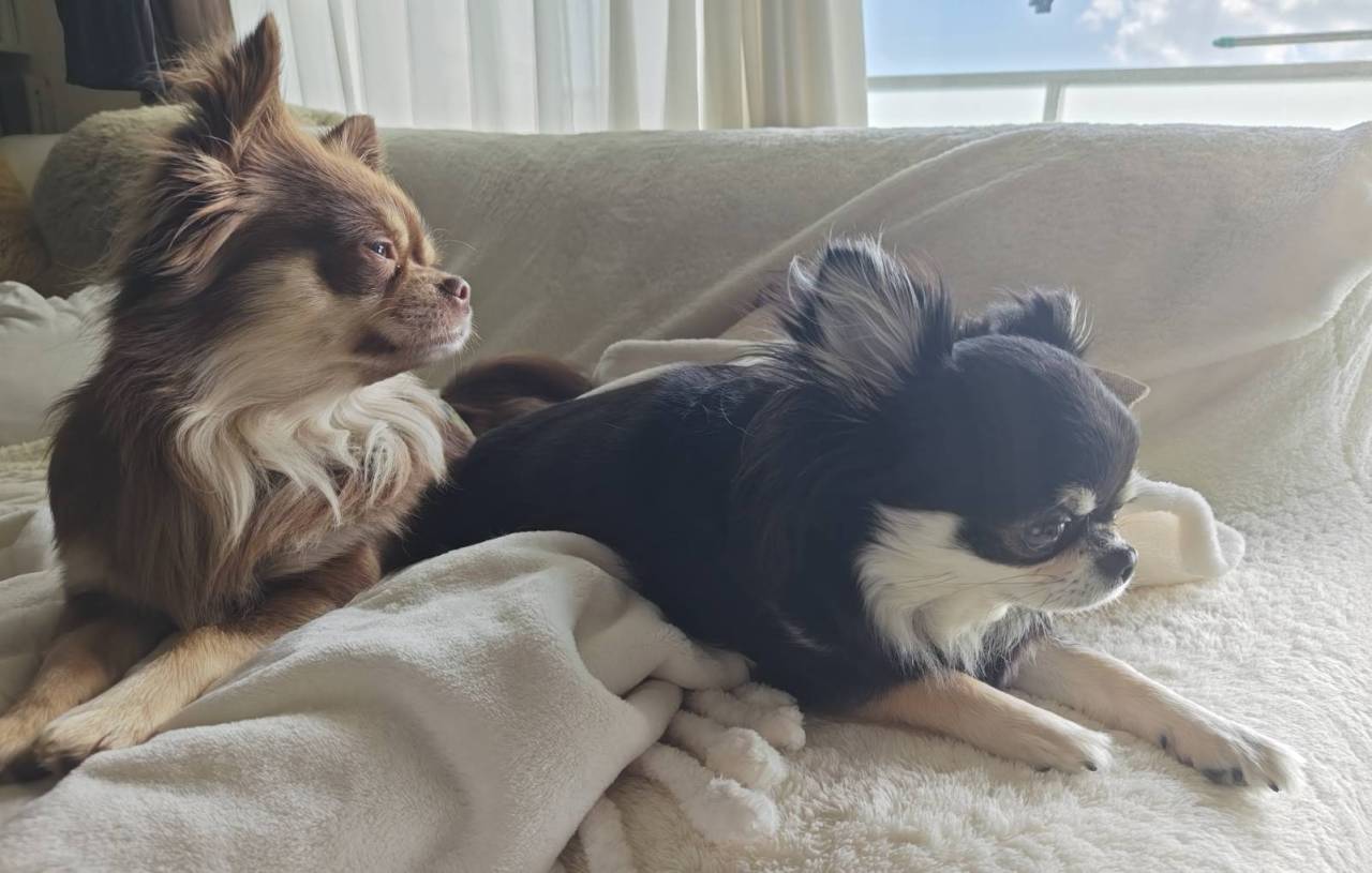 大隅電気看板犬紹介